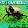 グラントシロカブトの生態・豆知識６選！名前の由来や寿命など徹底解説！
